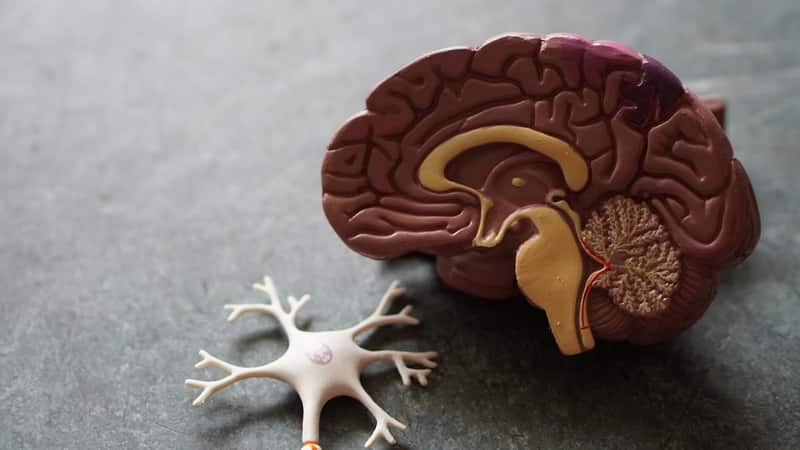 AP Biology 2026 Changes: Updated Exam Format, New Emphasis Areas & What to Expect